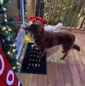 Meet your Posher, Ann